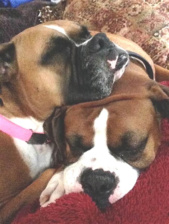 Do Boxers like to cuddle?