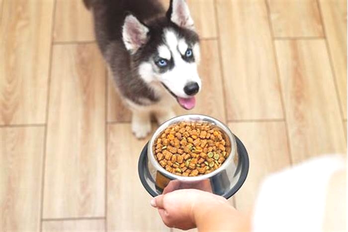 Do Huskies eat everyday?