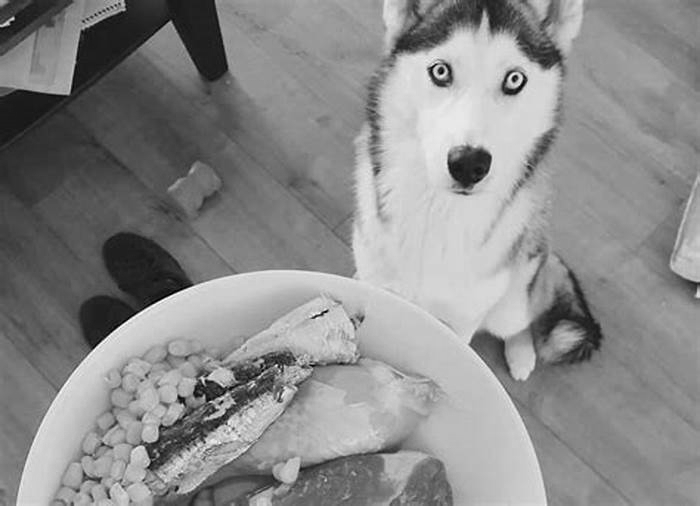 Do Siberian Huskies eat a lot