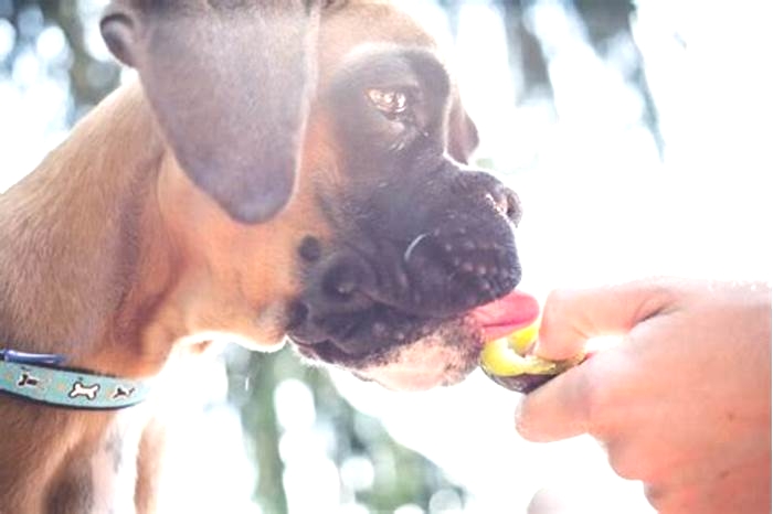 Do boxers eat a lot of fruit?