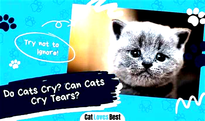 Do cats care if you cry?