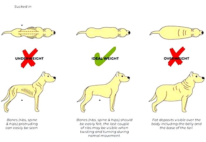 Do dogs lose fat fast