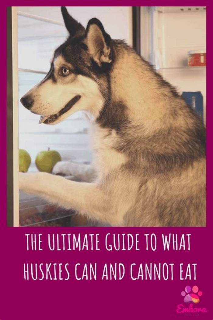 Do huskies need less food?