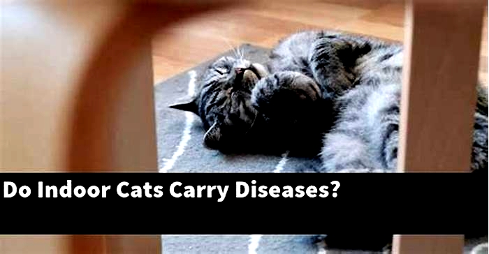 Do indoor cats carry diseases?