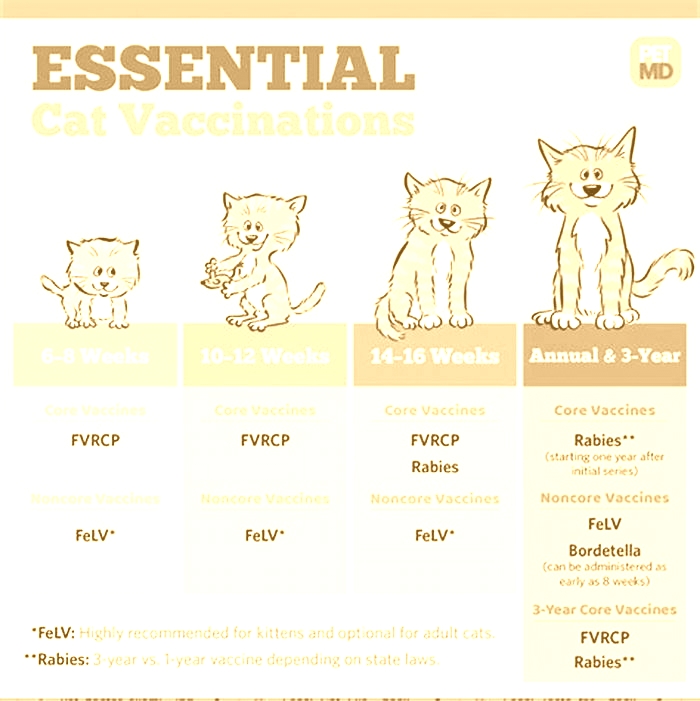 Do indoor cats need vaccines every year