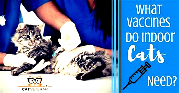 Do indoor cats really need vaccines?