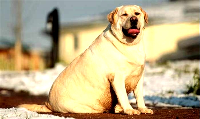 Do overweight dogs limp