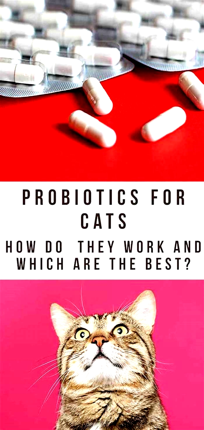 Do probiotics help cats lose weight?