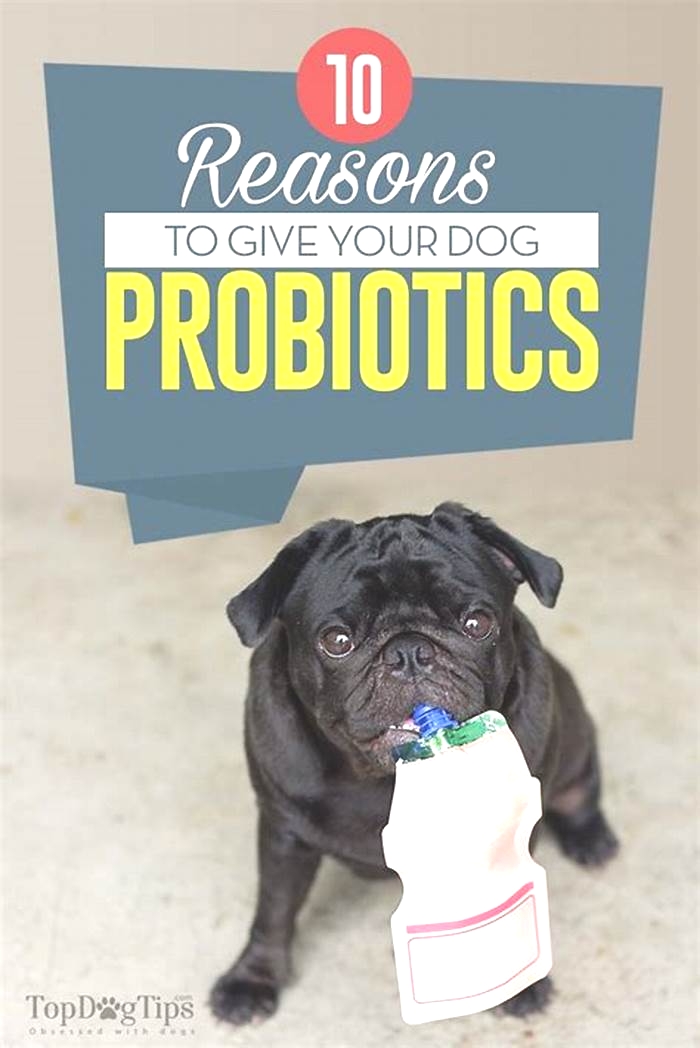 Do probiotics help dogs lose weight