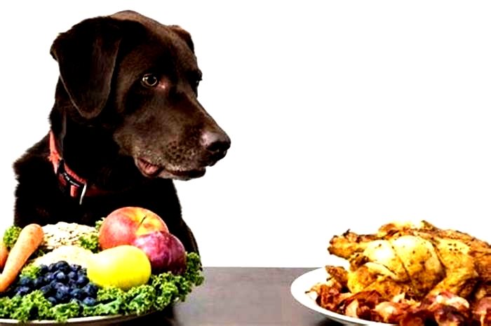 Do treats make dogs gain weight?