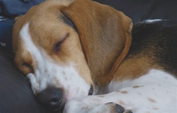 Does Beagle sleep a lot?