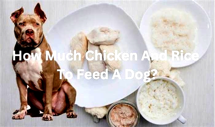 Does chicken help dogs gain weight