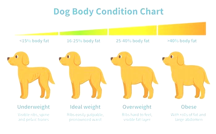 Does dry dog food cause weight gain