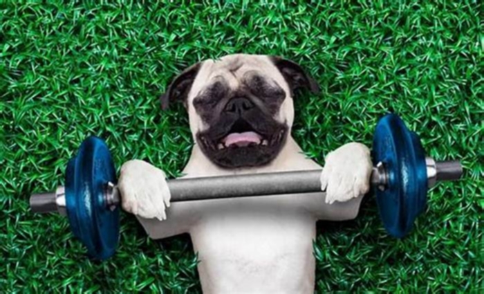 Does exercise help a dog gain weight?