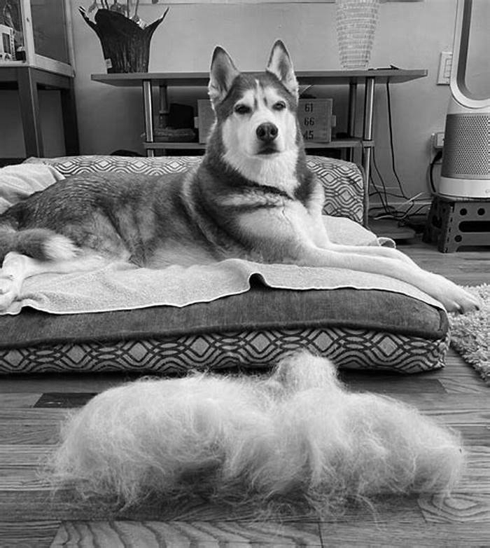 Does husky hair grow back if shaved?