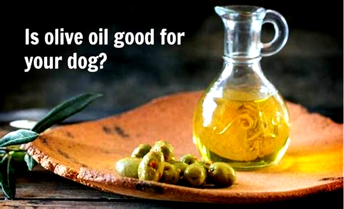 Does olive oil help dogs lose weight?