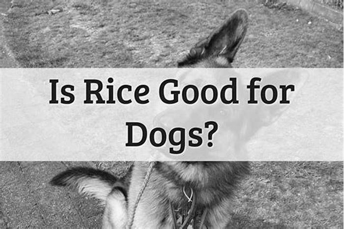 Does rice fatten up dogs