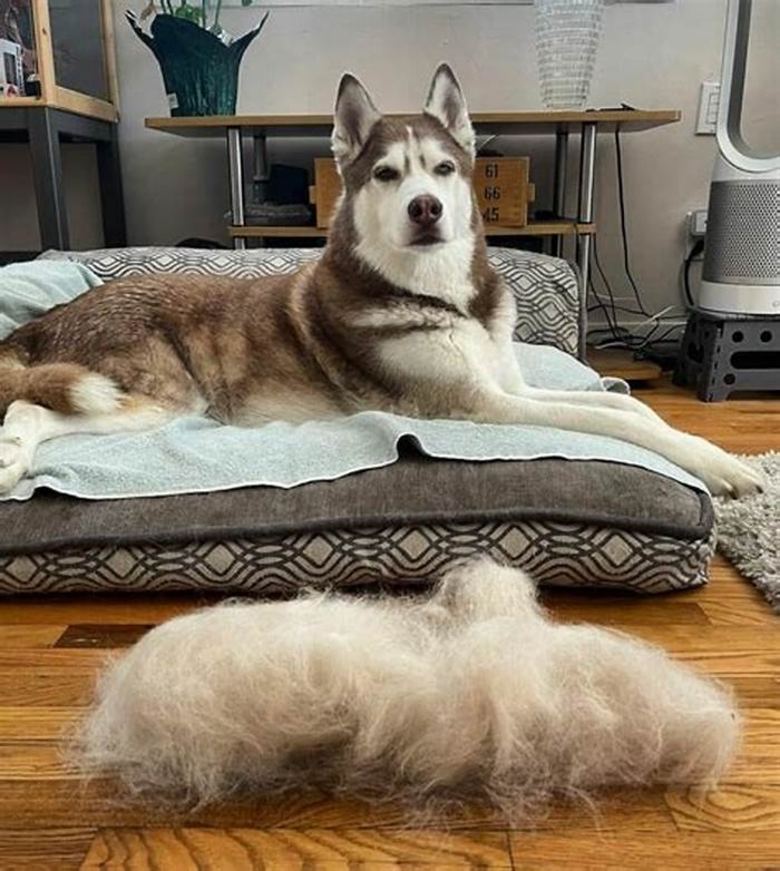 Does shaving a husky ruin its coat?