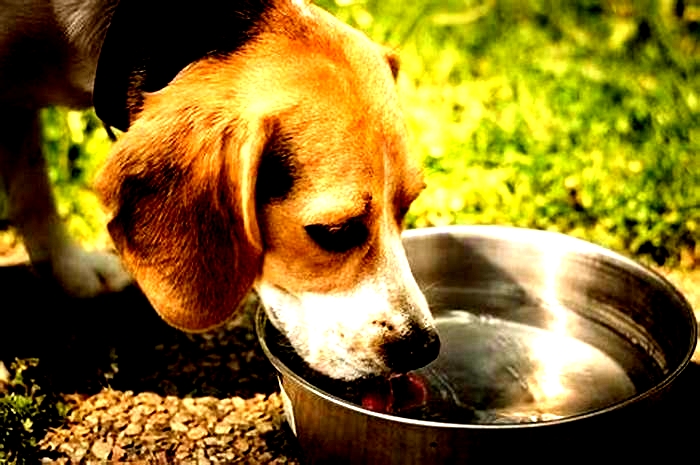 Does water help dogs lose weight