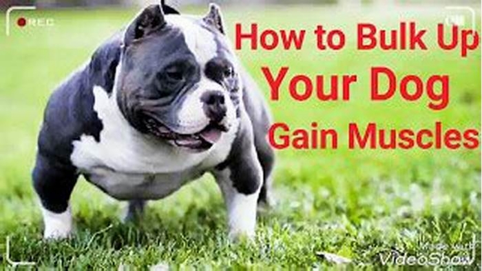 How can I bulk up my dog naturally?