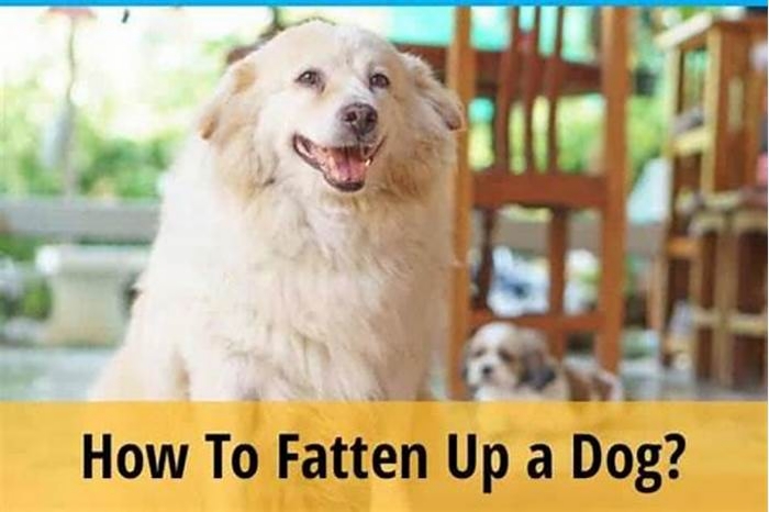 How can I fatten up my dog in 3 days?