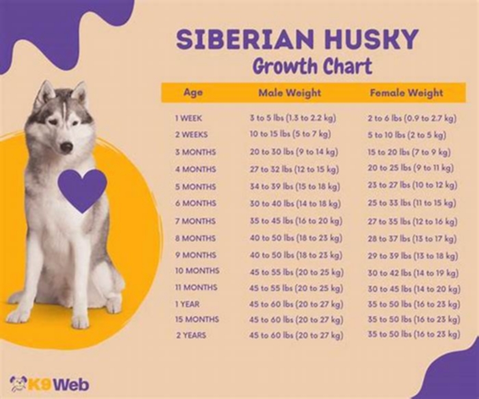 How can I get my Siberian husky to lose weight?