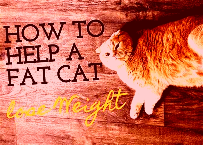 How can I help my cat lose weight