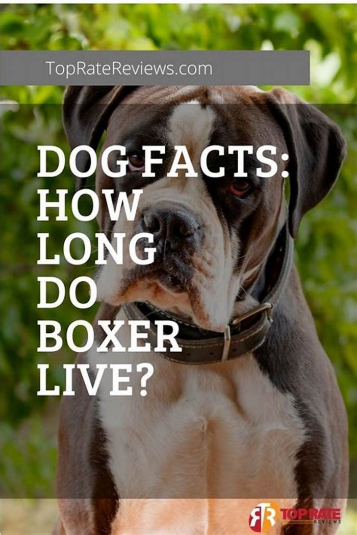 How can I make my Boxer live longer?