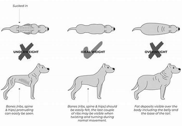 How can I make my dog less fat?