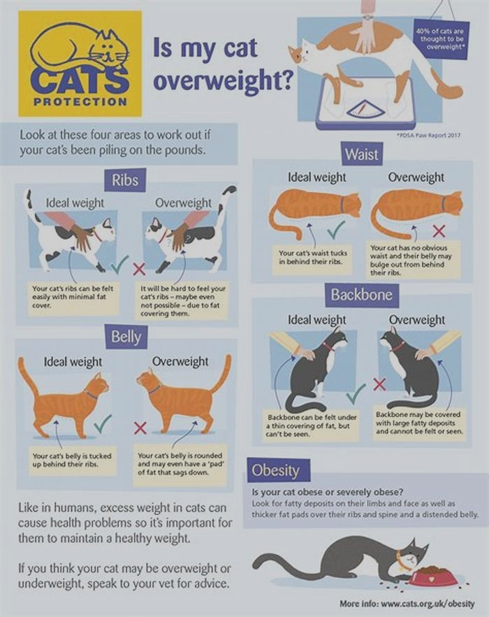 How can I reduce my cats obesity?