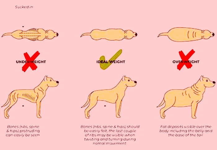 How can a fat dog lose weight?