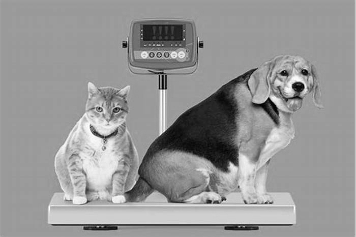 How can pet obesity be fixed