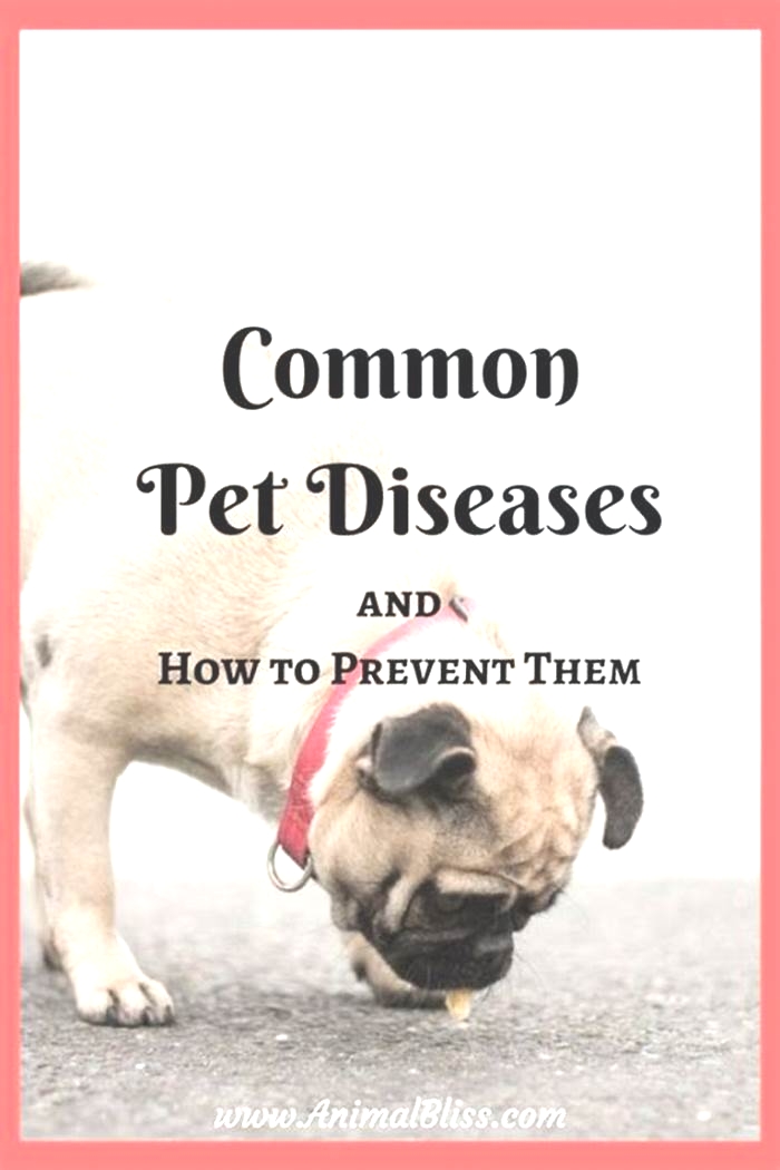 How can we prevent diseases from pets