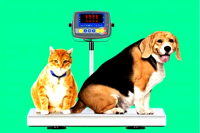 How common is pet obesity?