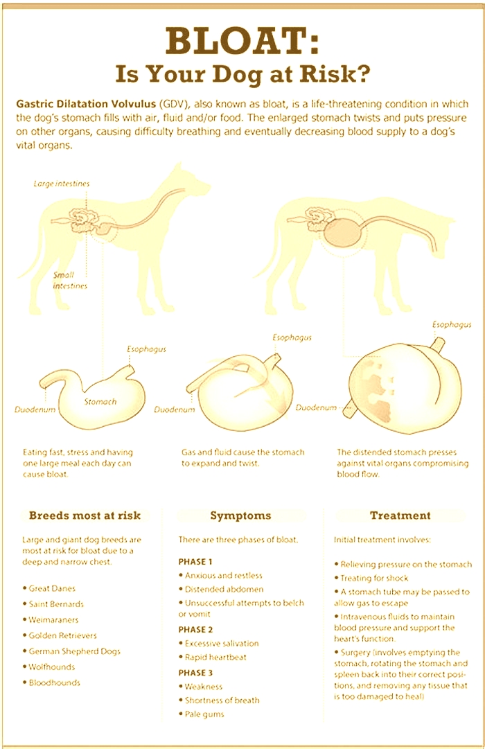 How do I Debloat my dog's stomach?