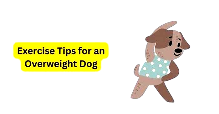 How do I exercise my overweight dog