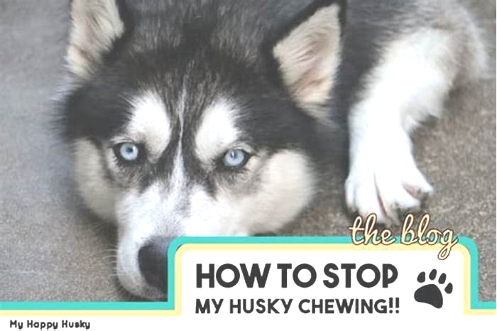 How do I get my husky to stop eating everything