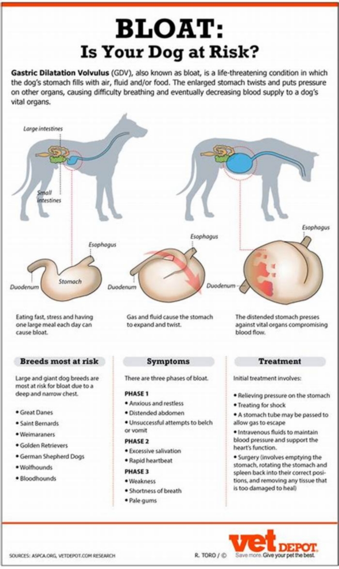 How do I get rid of my dogs belly fat?