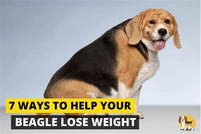 How do I help my beagle lose weight?