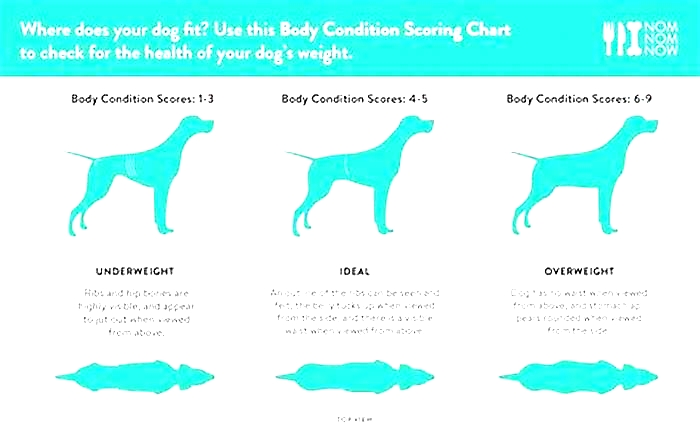 How do I know if my dog is getting too fat?