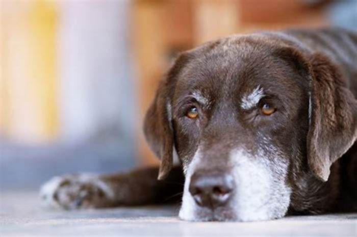 How do I know if my dog is nearing end of life?