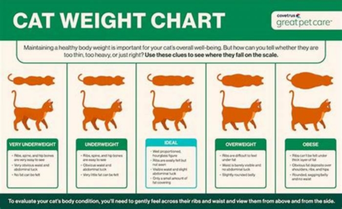 How do I reduce my cat's weight?