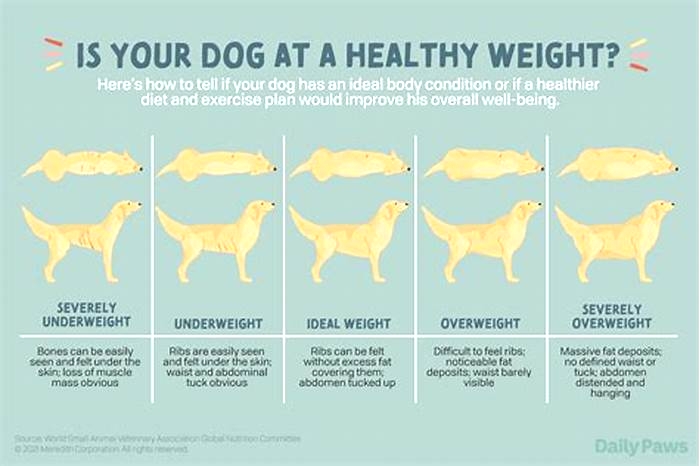 How do I reduce my dog's weight?