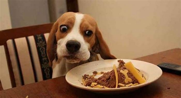 How do I stop my Beagle from being hungry all the time