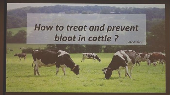 How do you reduce bloat in animals?