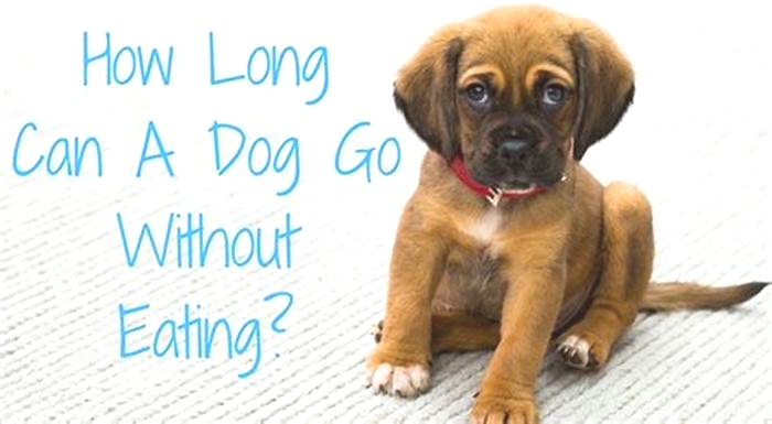 How long can a fat dog go without eating?