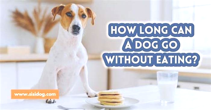 How long can an overweight dog go without eating?