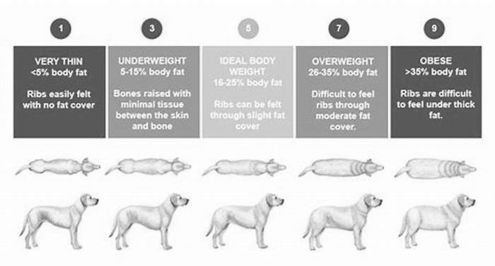 How long can an overweight dog live