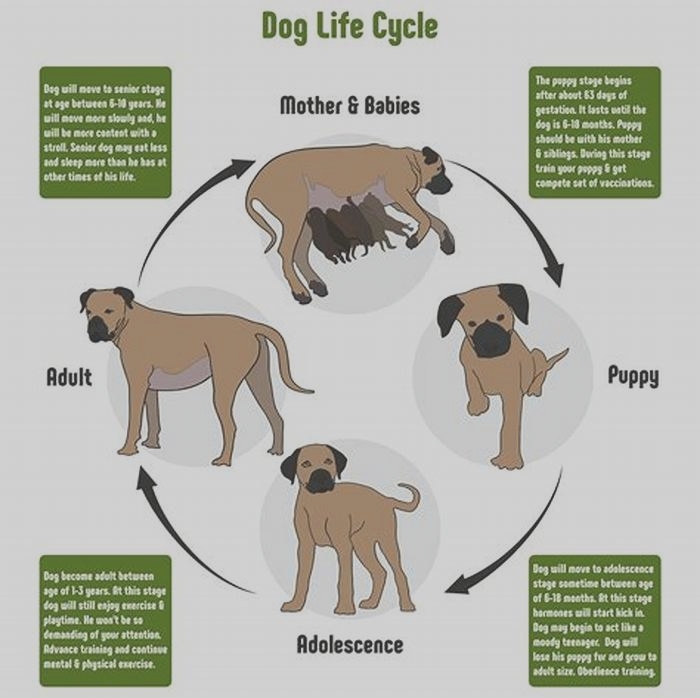 How long can dogs live with weak back legs?