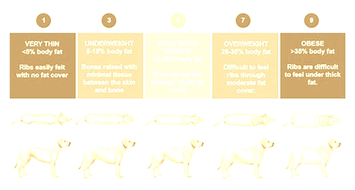 How long does an obese dog live?